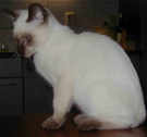 A Chocolate Point Traditional Siamese