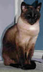 A Seal Point Traditional Siamese
