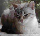 A Tabby Traditional Siamese