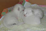 Few days old kittens