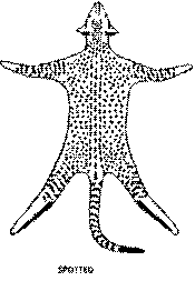 Spotted Tabby