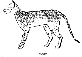 Ticked Tabby