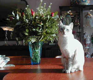 Donna is a beautiful and nice cat.