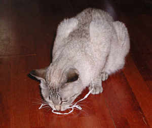 Donna and her toy