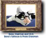 Bono's CyberCatshouse
